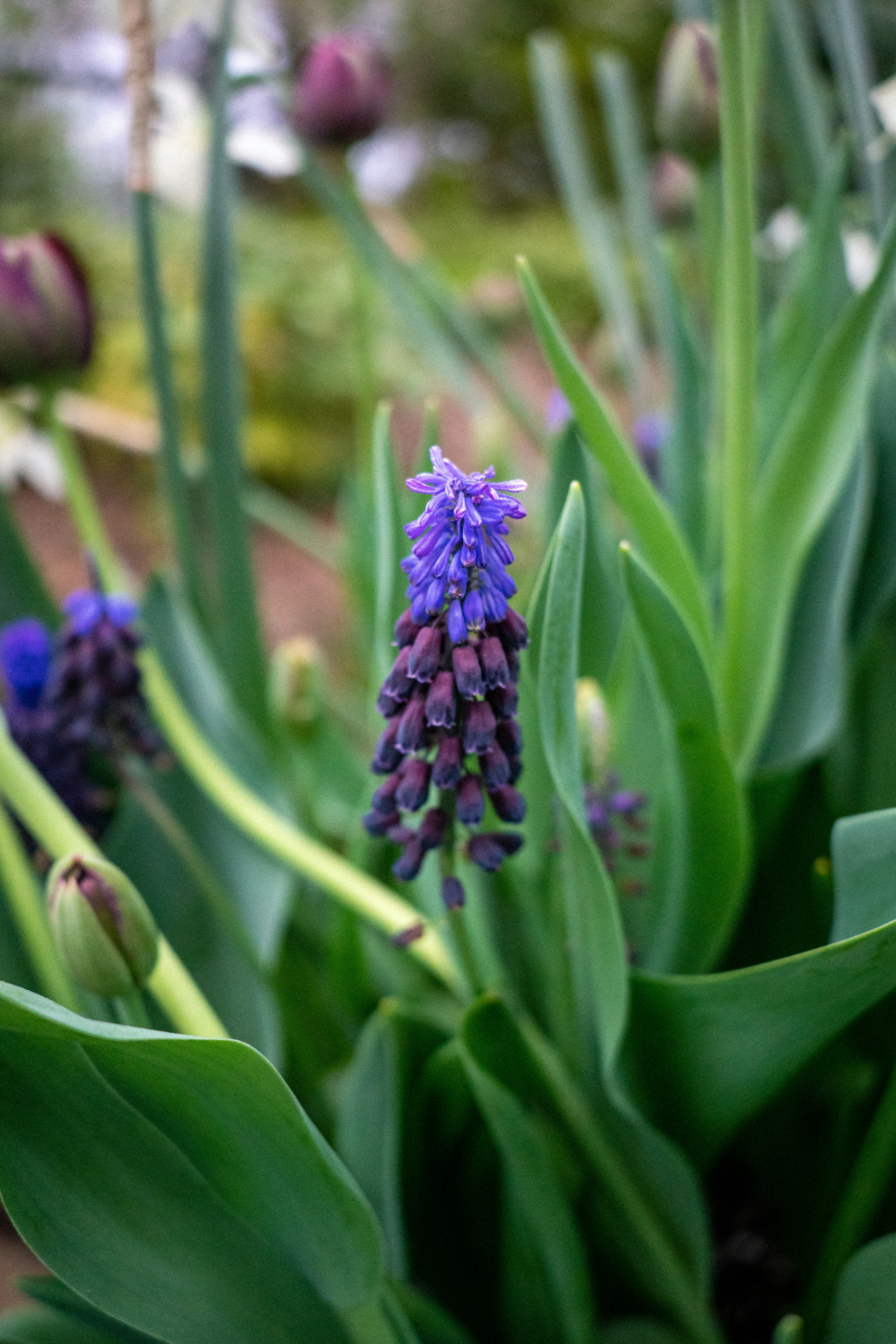 purple flower in macro lens